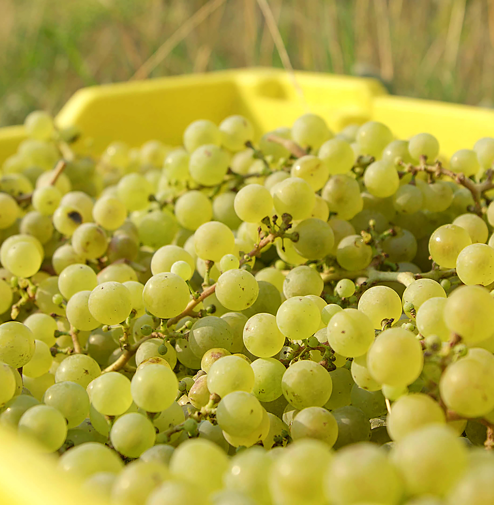 A bin of grapes