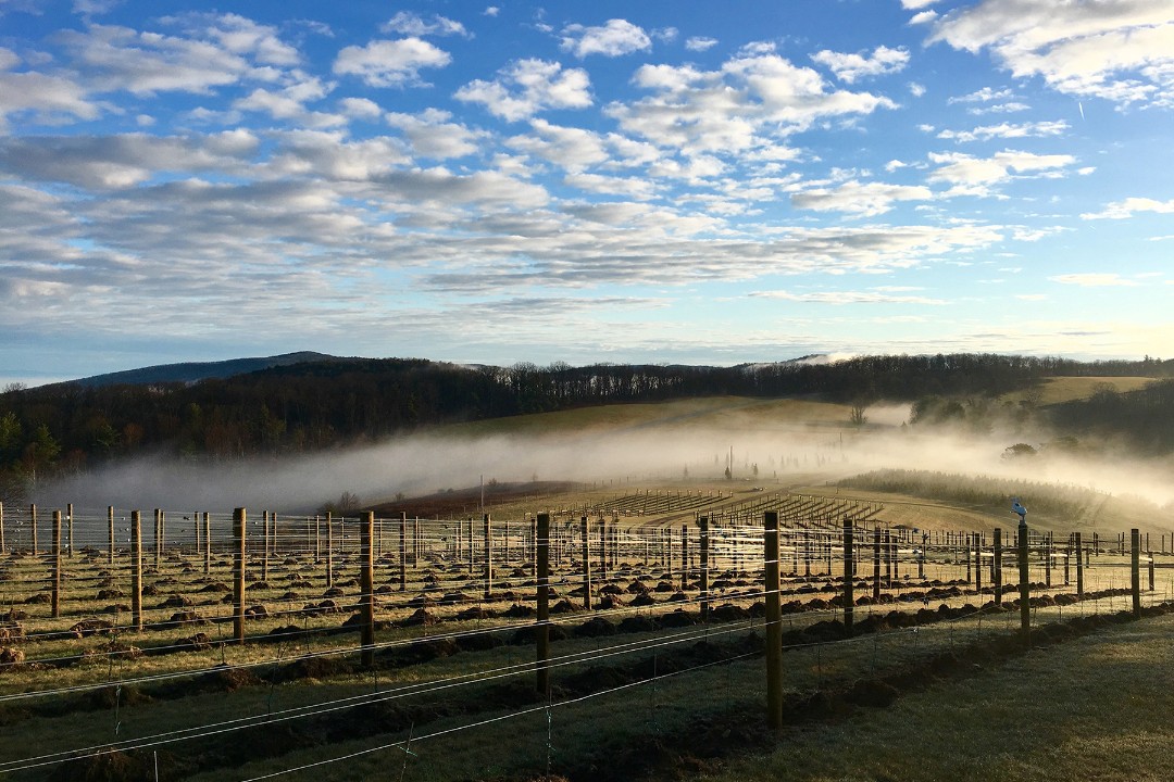 Cloud inversion over the vineyard